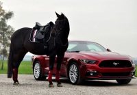 Kôň a Ford Mustang